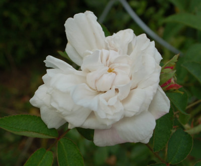 Marie_de_St._Jean_0010__58345.jpg