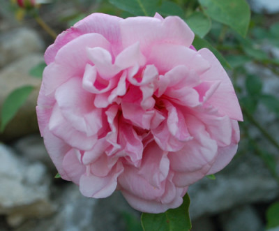 McClinton_Tea_0010__58423.jpg