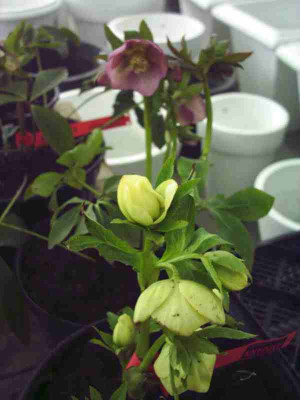 3_Helleborus.JPG