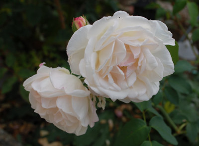 Mlle_de_Sombreuil_0010__58272.jpg