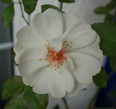 Jacqueline_du_Pre_0010__58299.jpg