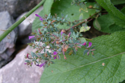 welchesOriganum.jpg