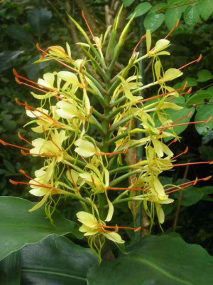 Hedychium_IMG_3732.jpg