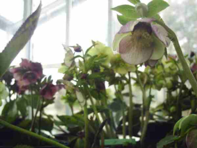 4_Helleborus.JPG