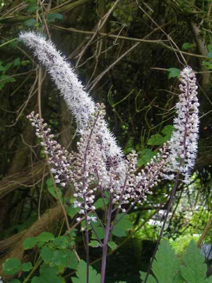 Actaea_IMG_3736.jpg