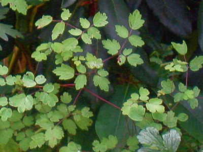Thalictrum_IMG_3751.jpg
