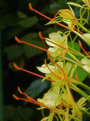 Hedychium_gro_IMG_3748.jpg