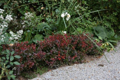 Berberis-nana.jpg
