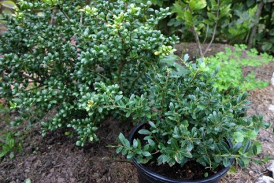 Ilex-Stokes-und-Convexa.jpg