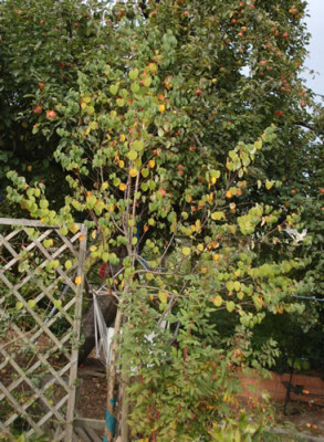 Lebkuchenbaum_Cercidiphyllum_japonicum_0010__58492.jpg