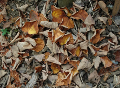 Lebkuchenbaum_Cercidiphyllum_japonicum_0011__58493.jpg