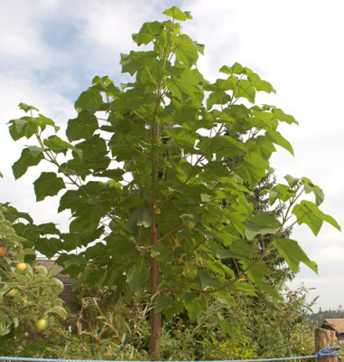 Paulownia_tomentosa_0010__58467.jpg