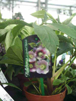 7_Spotted_Hybrides.JPG