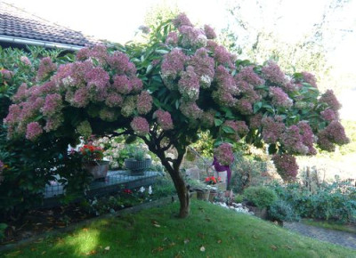 Hydrangea_paniculata_fars_2009.jpg