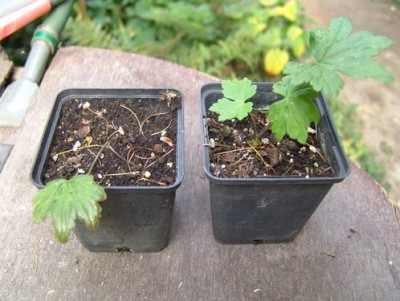 Aconitum_-2--.jpg
