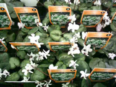 9_Cyclamen.JPG