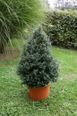 Ilex-crenata-Glorie-Gem.jpg