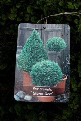 Ilex-Schild.jpg