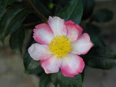 Sakura1.jpg