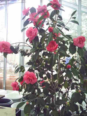 10_Camelia_jap..JPG