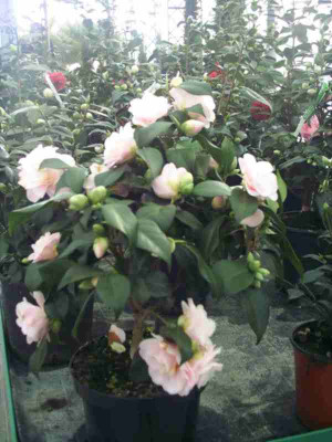 11_Camelia_jap..JPG