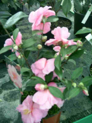 12_Camelia_jap..JPG