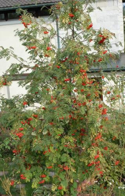 Eberesche_Sorbus_aucuparia_0010__58507.jpg