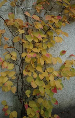 Strahlengriffel_Actinidia_kolomicta_0010__58488.jpg