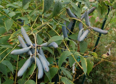 Blauschotenstrauch_Decaisnea_fargesii_0010__58386.jpg