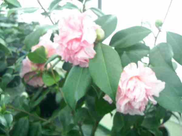 13_Camelia_jap..JPG