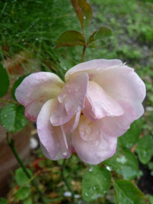 EleganteEdith_09_09_04.JPG