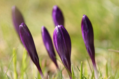 Crocus-Marz-1.jpg