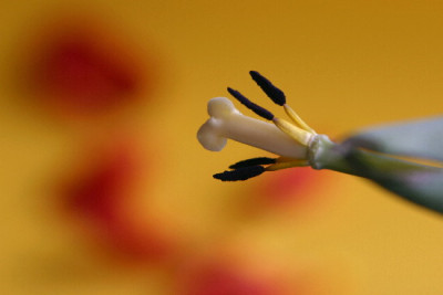 Tulpe-Marz-4.jpg