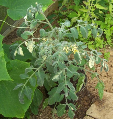 000_3929_Tomate_Allure_im_Juli.jpg