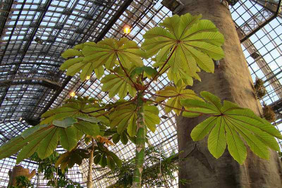 bgbm_tropenhaus2009_neu4.jpg