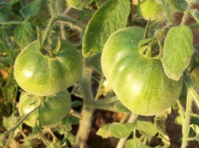 000_4018_grune_Frucht_Allure.jpg