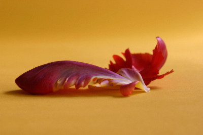 Tulpe-Marz-5.jpg