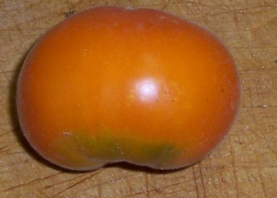 000_4241_Tomate_Allure.jpg