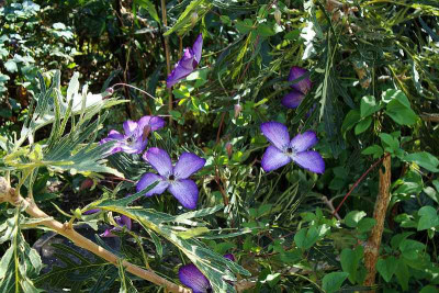 clematis_viticella_venosa_violacea.jpg