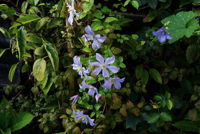 clematis_viticella_prince_charles.jpg