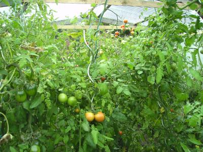 TomatenwaldII.jpg