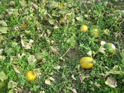 MelonenKolchosbauer.jpg