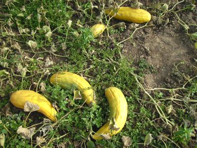 Bananas.jpg