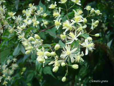 Clematis_grata.jpg