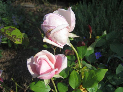 oleron_019_Small.jpg
