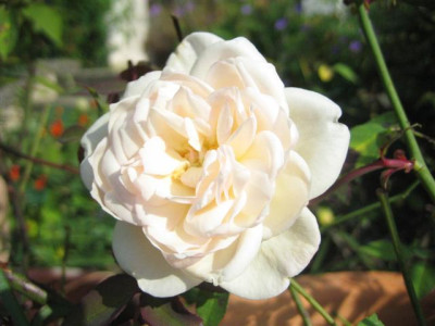 oleron_017_Small.jpg
