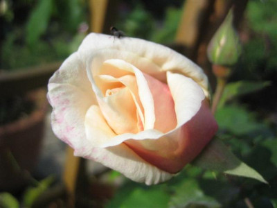 oleron_020_Small.jpg