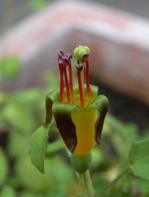 F._Procumbens.JPG