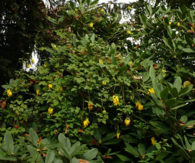 Dicentra_rhododendrivora.jpg