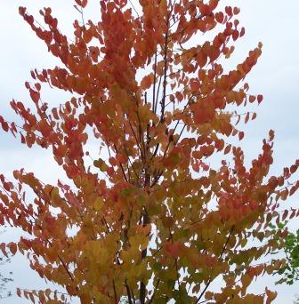 CercidiphyllumJap01.jpg